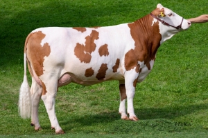 Dcera Sterchen, 200. d.l. - 6 911 kg