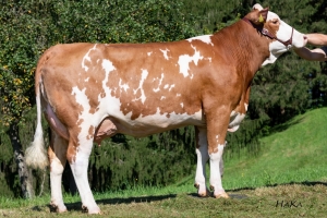 Dcera Doly, 200. d. l. ‐ 6 966 kg