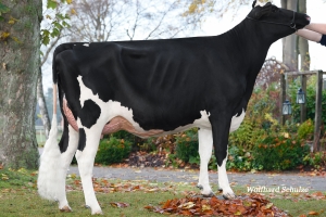 Dcera Salva VG-85