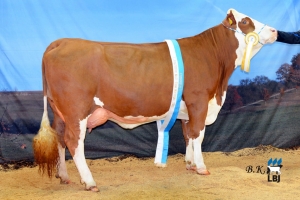 Polosestra Sunrise z otce Vernardo - Kathmandu, 3 kontrola 32,5 kg M, šampiónka mladých krav Bayerische Jungzüchter Night 2020
