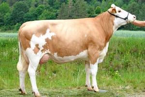 Lexi ‐ matka Sida na 2. laktaci, vemeno 93