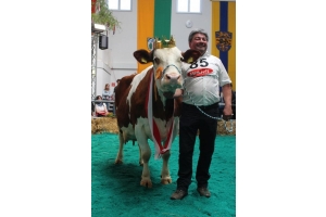 Jedno z jejich velkých vystoupení bylo na jubilejní výstavě ve Wertigenu v roce 2015, kde byla korunovaná královnou dlouhověkých krav, k velké hrdosti jejího majitele Edgara Merkleho.