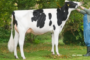Babička Nachtigall VG-85