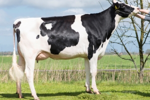 Prababička Nairobi VG-88, 4. laktace