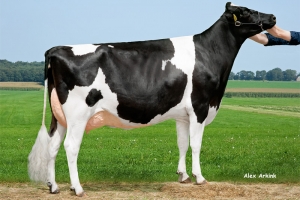 Prababička Anderstrup DG Galico VG-86