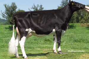 Praprababička Island VG-86
