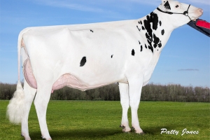 Bába Swan RDC