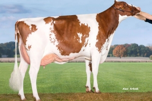 Matka Anderstrup Nugget Dana RED