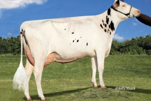 Richmond-FD Barbie EX-92, 1. laktace, předchůdkyně Kingodma