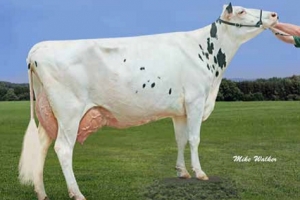 Richmond-FD Barbie při hodnocení EX-92, předchůdkyně Kingodma