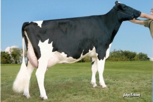 De-Su 7051, 5-tá generace Pancha