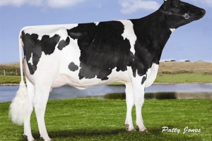 Plná sestra býka - Seagull-Bay Ssire Debra VG-88