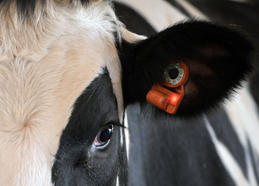 CowManager